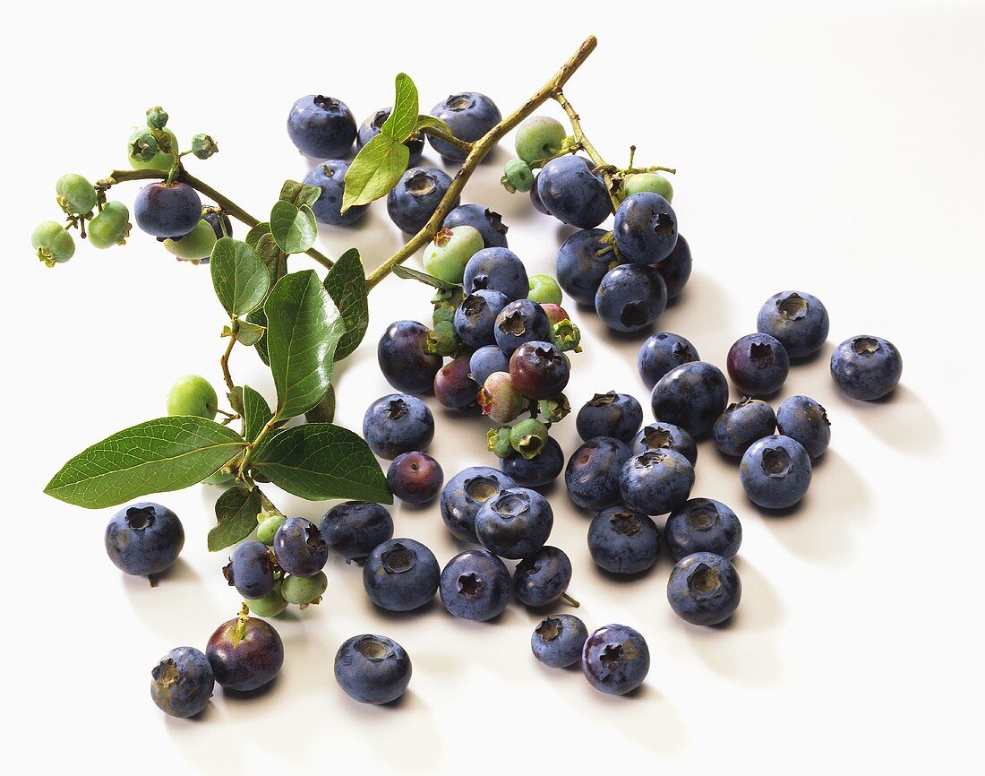 Blueberries and branch with blueberries
