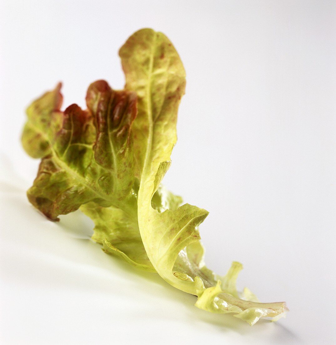 Two leaves of oak leaf lettuce