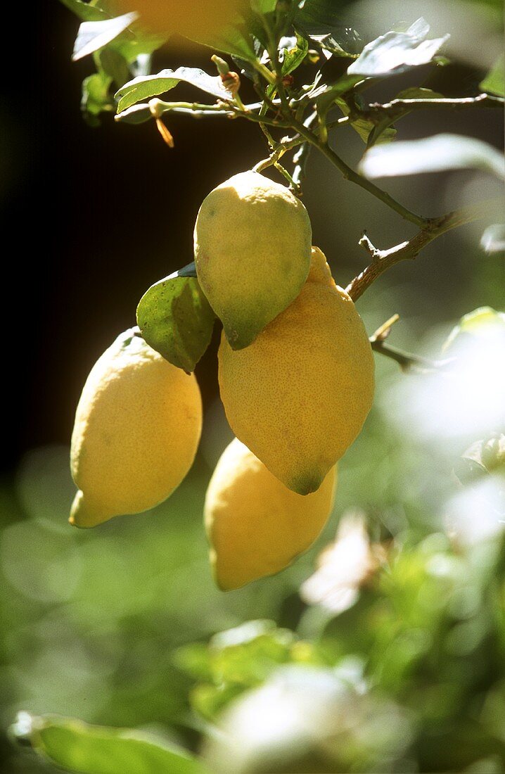 Lemons on the Tree