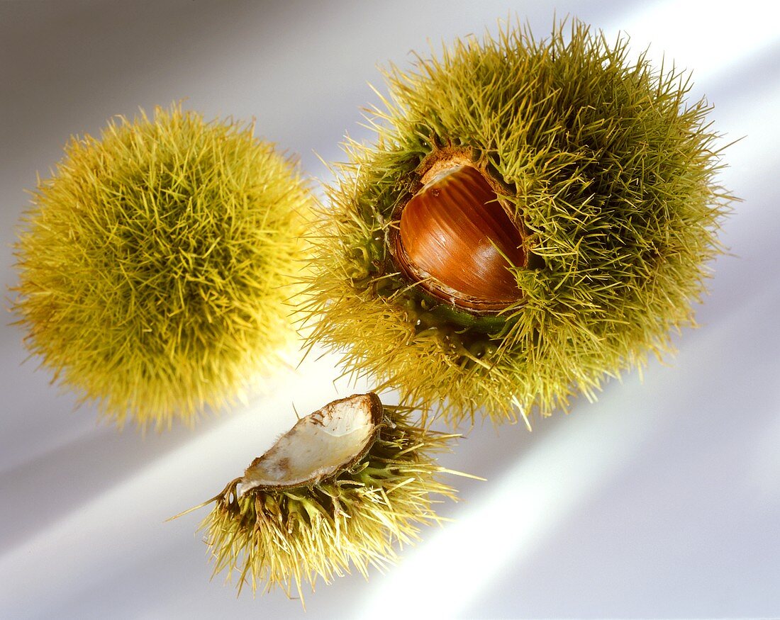 Sweet chestnuts, still in green prickly shell