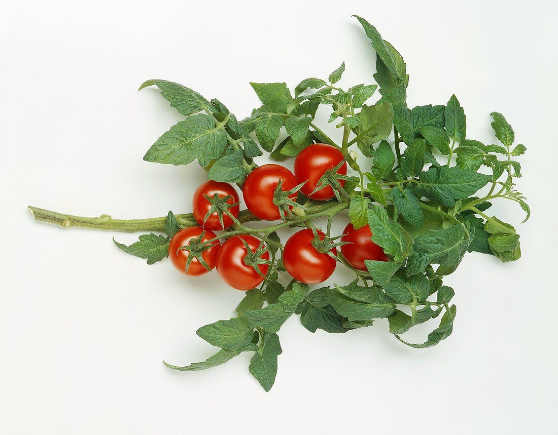 Tomatoes on the vine with leaves on white background
