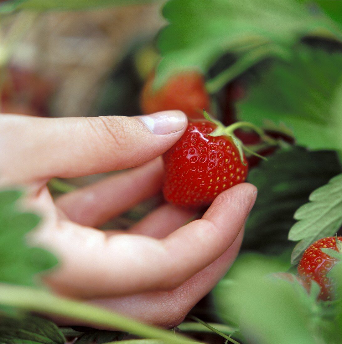 Hand Picking Strawberry
