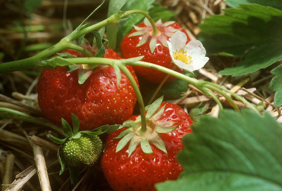 Strawberries on the plant