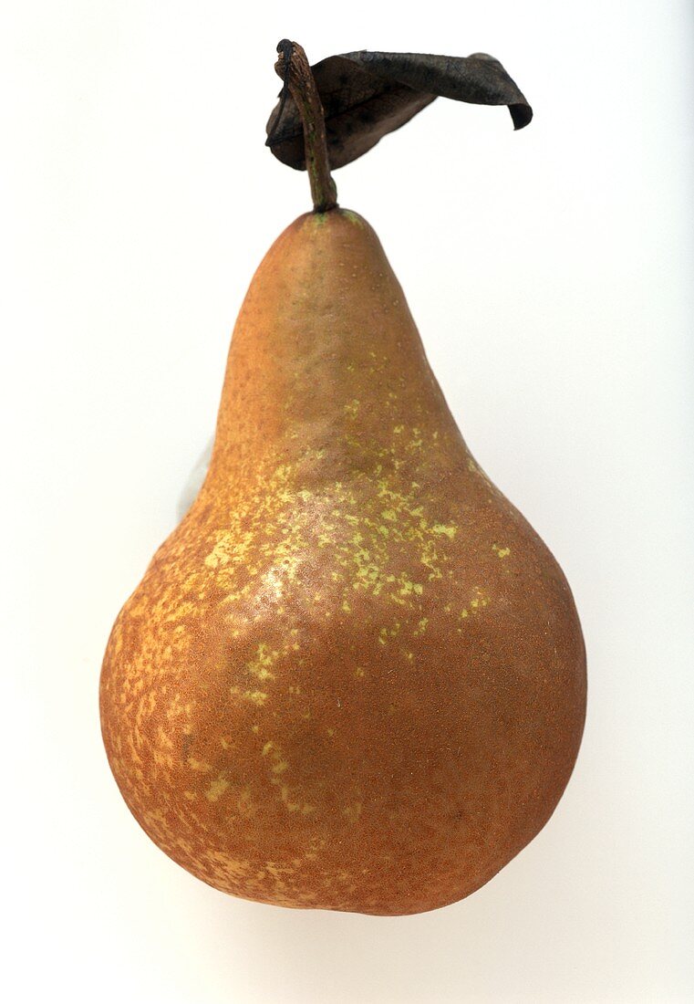 A russeted pear