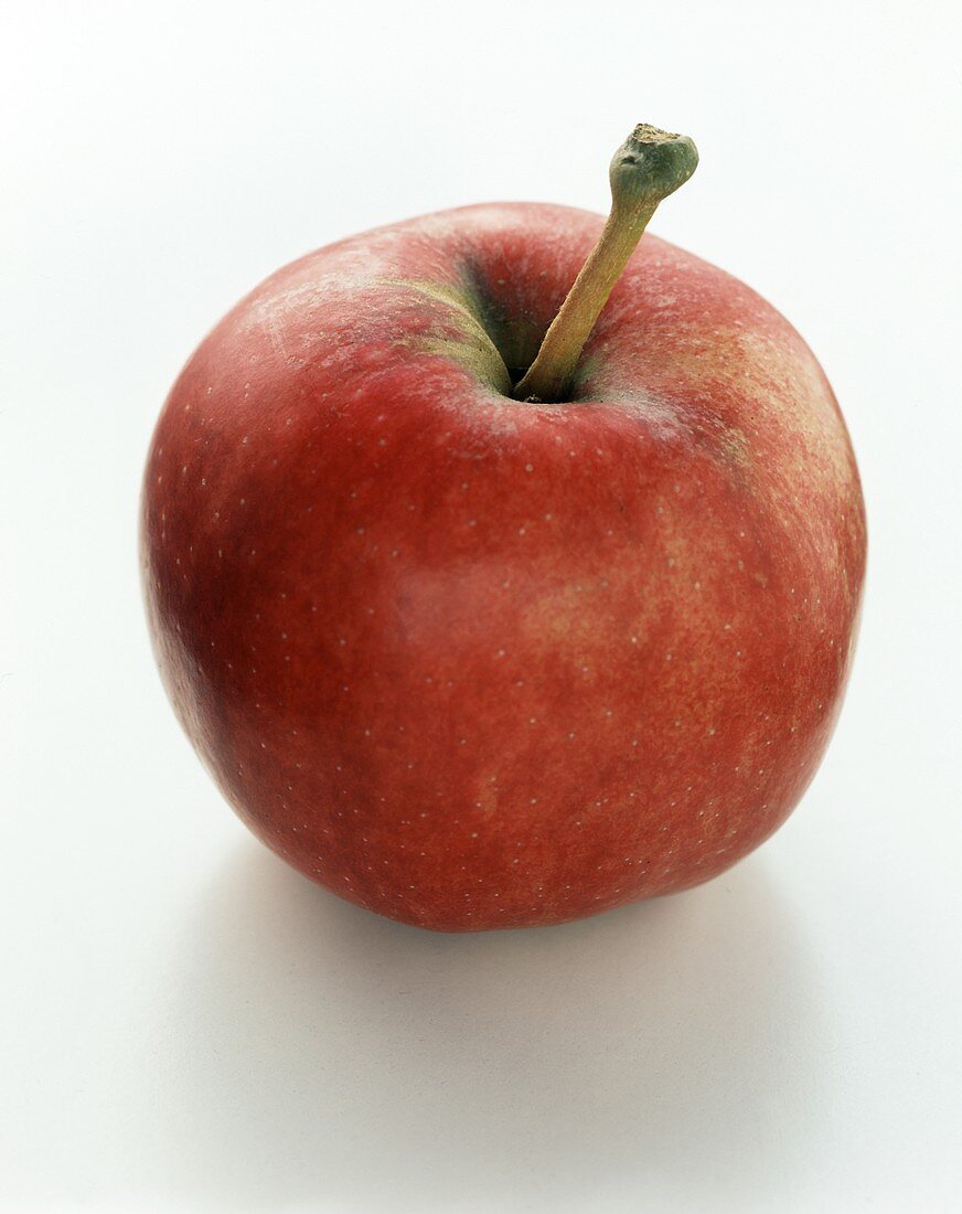 Ein Apfel der Sorte Ingrid Marie (Weihnachtsapfel)