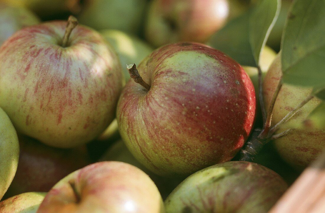 Gravensteiner apples with leaves in a crate