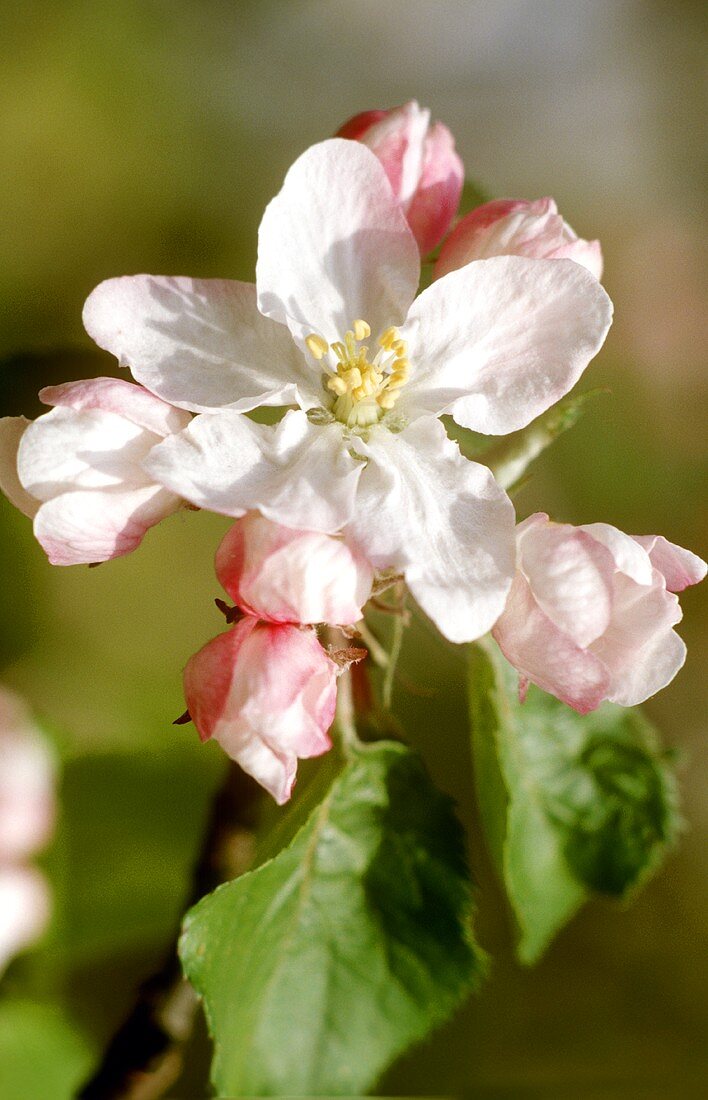 Apple blossom on a branch
