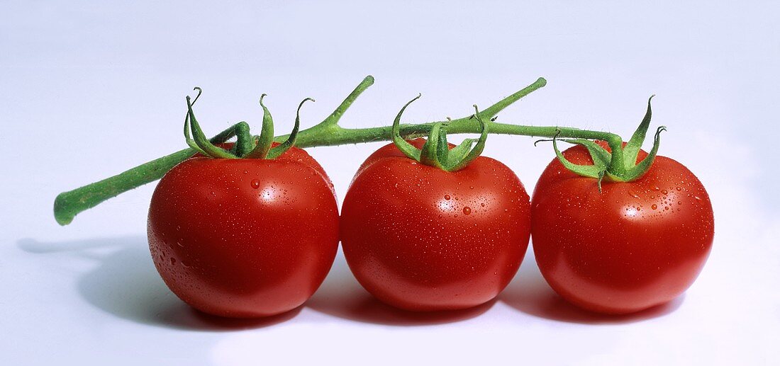 Drei Tomaten an der Rispe