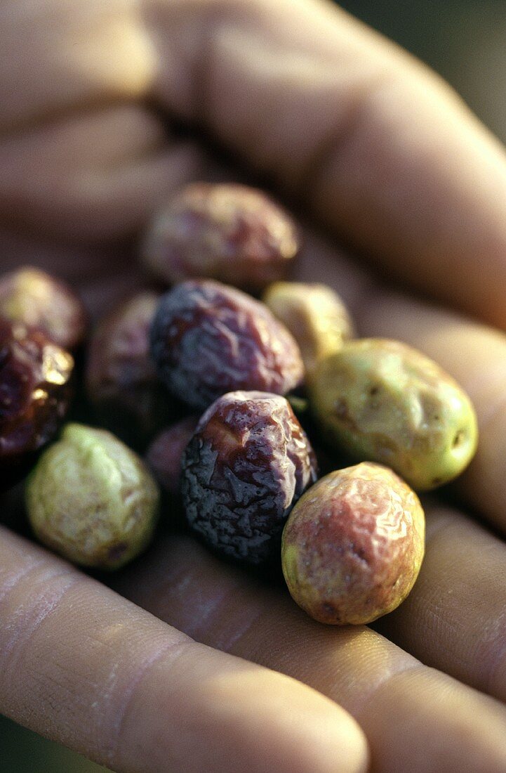 Hand holding fresh olives
