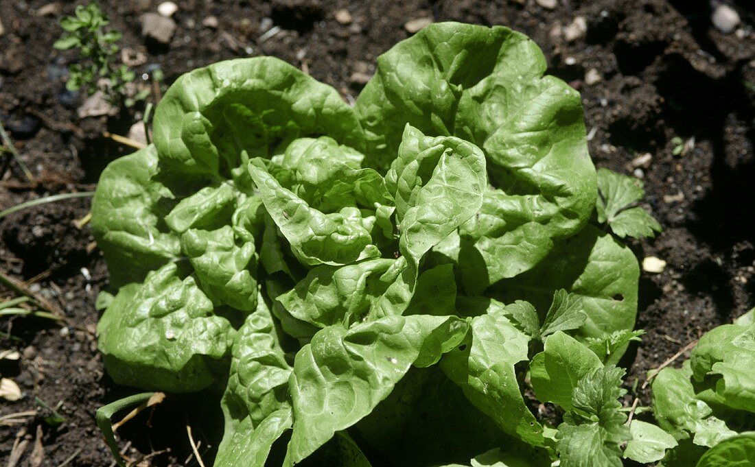 Ein Kopfsalat auf dem Feld