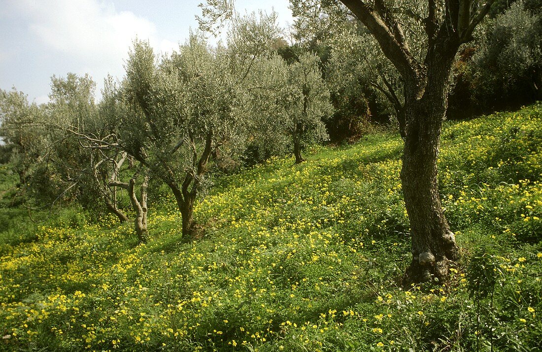 Olive trees in Sicily