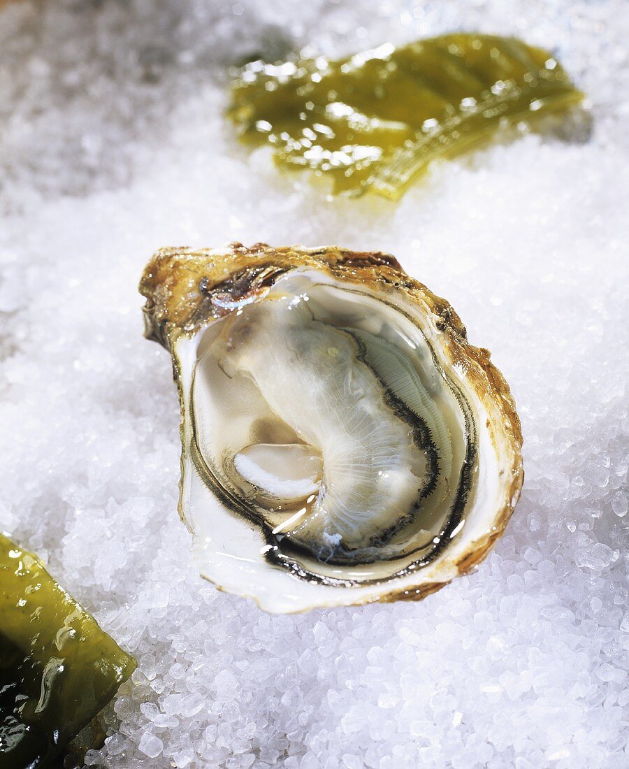 An opened oyster (Fine de Claire) on ice