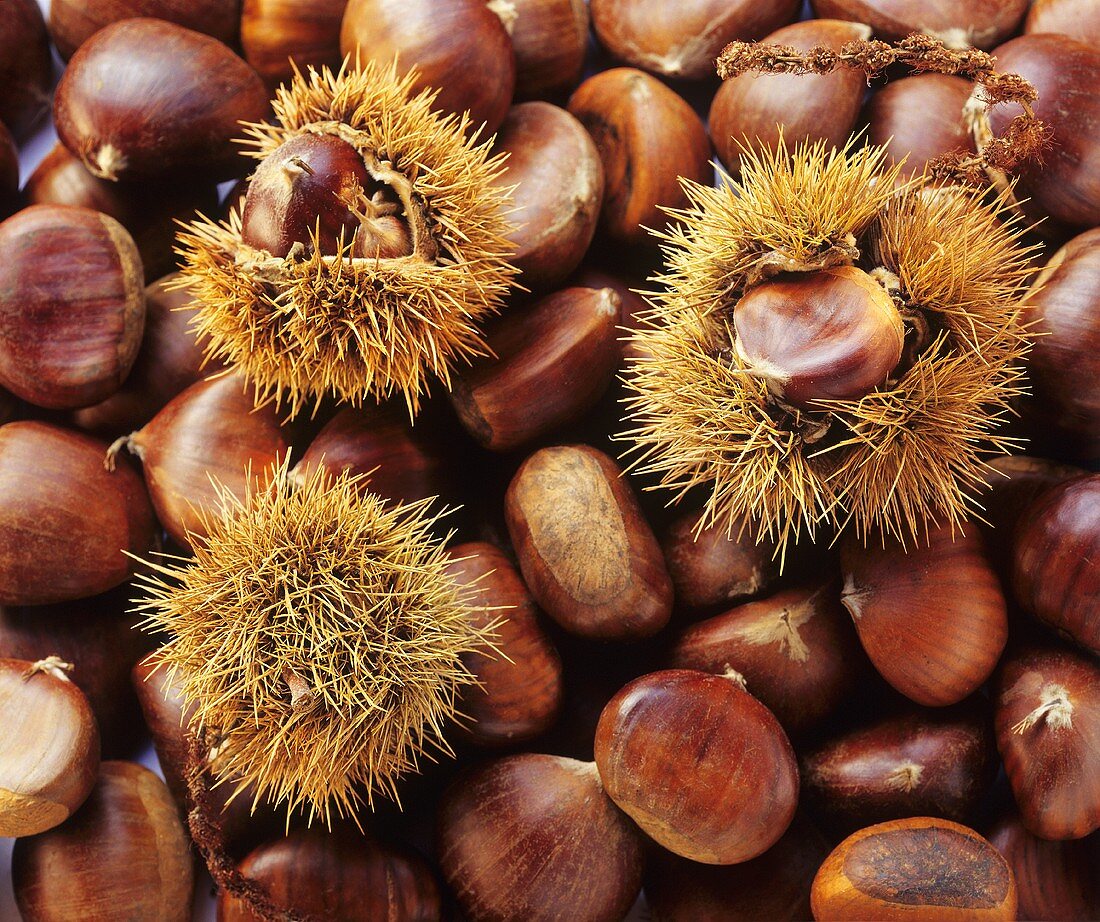 Sweet chestnuts, some with prickly shell (filling picture)