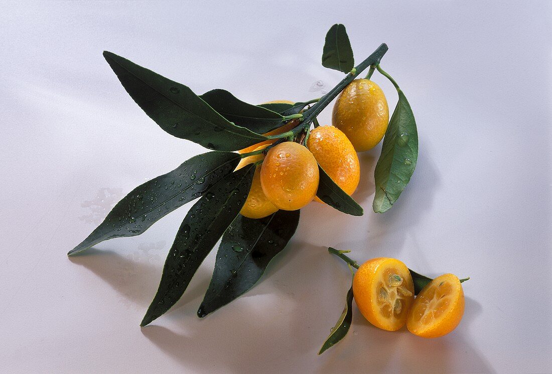 Kumquats on the branch