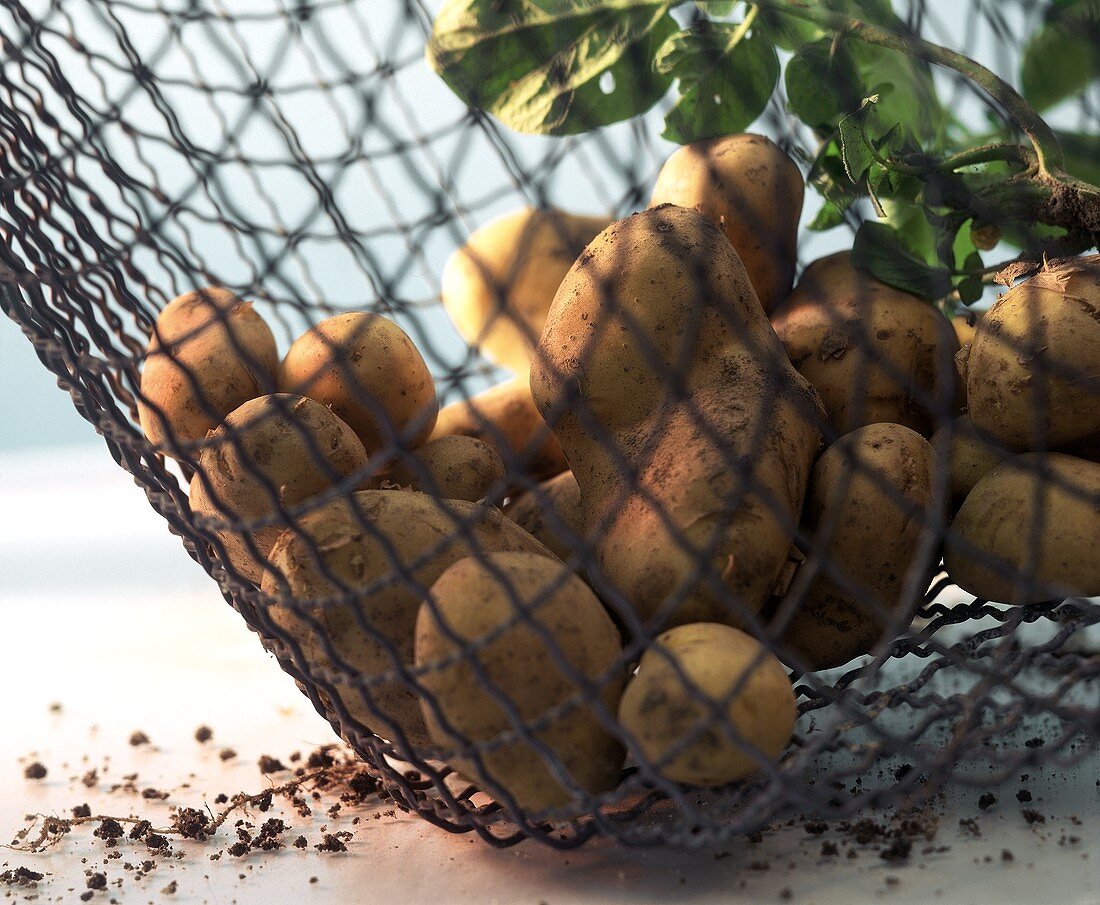 Potatoes in a net