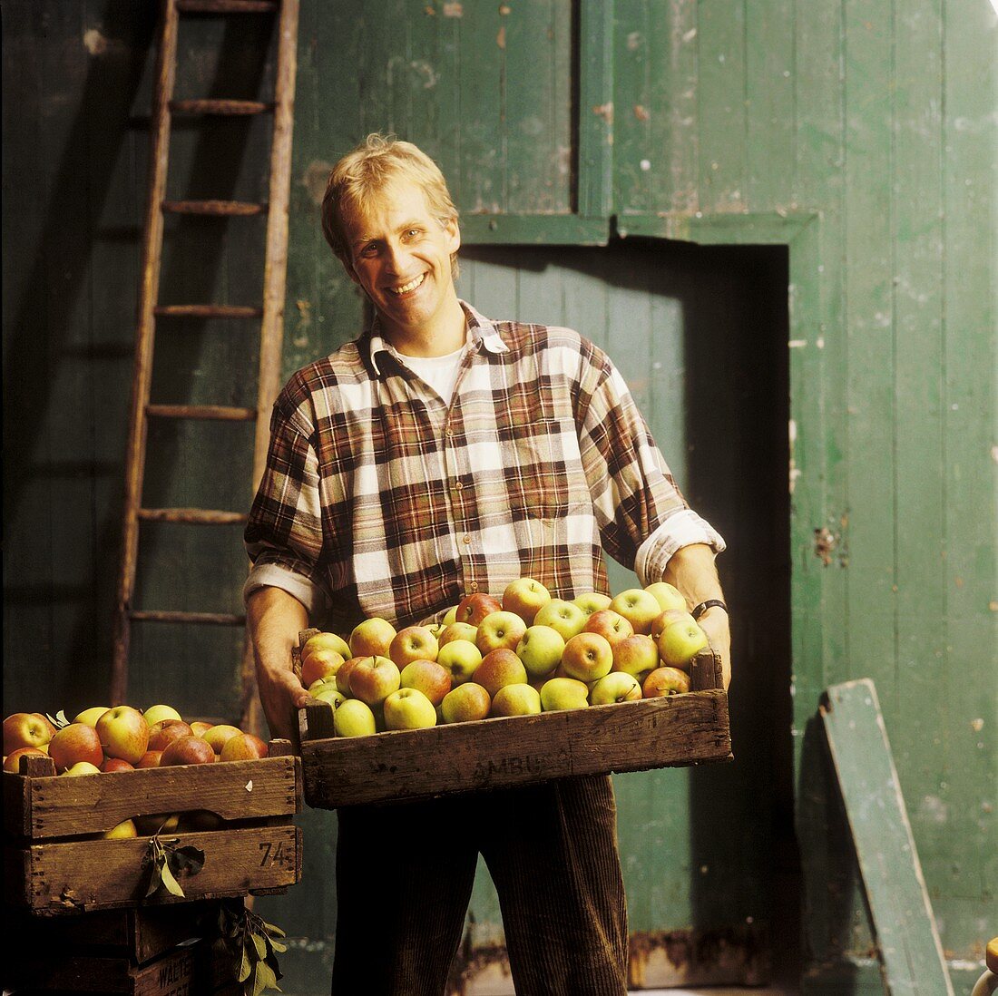 Mann hält eine Steige mit Äpfeln