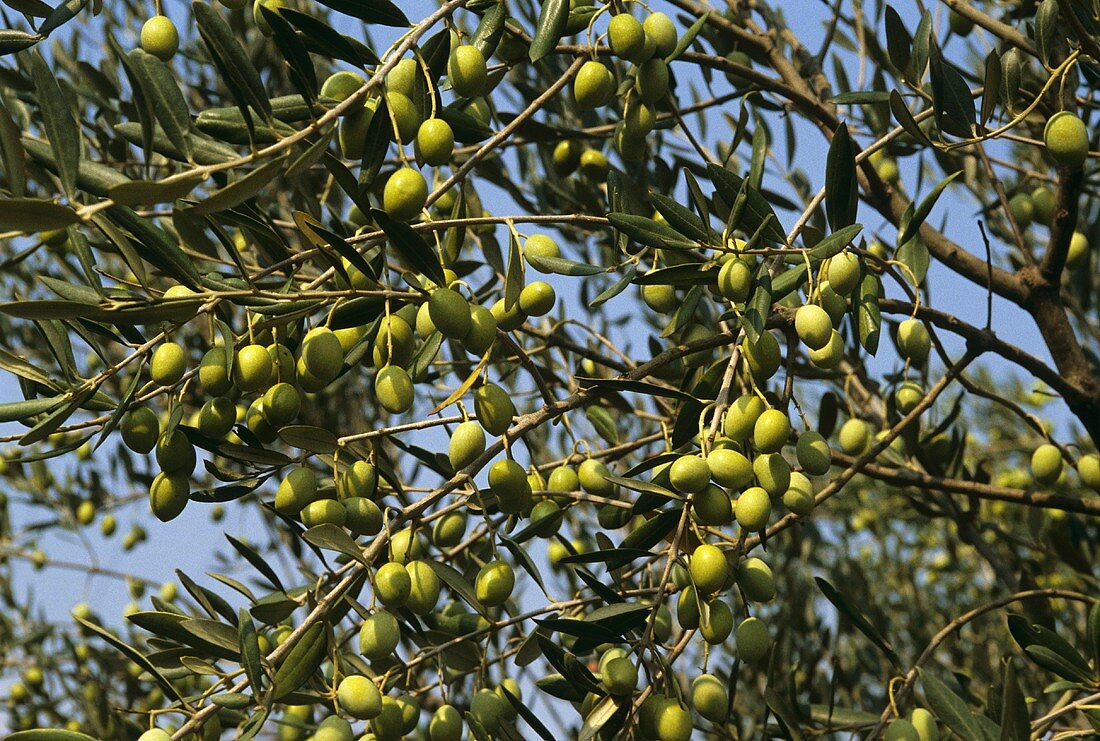 Grüne Oliven am Baum (Frankreich, Nyons)