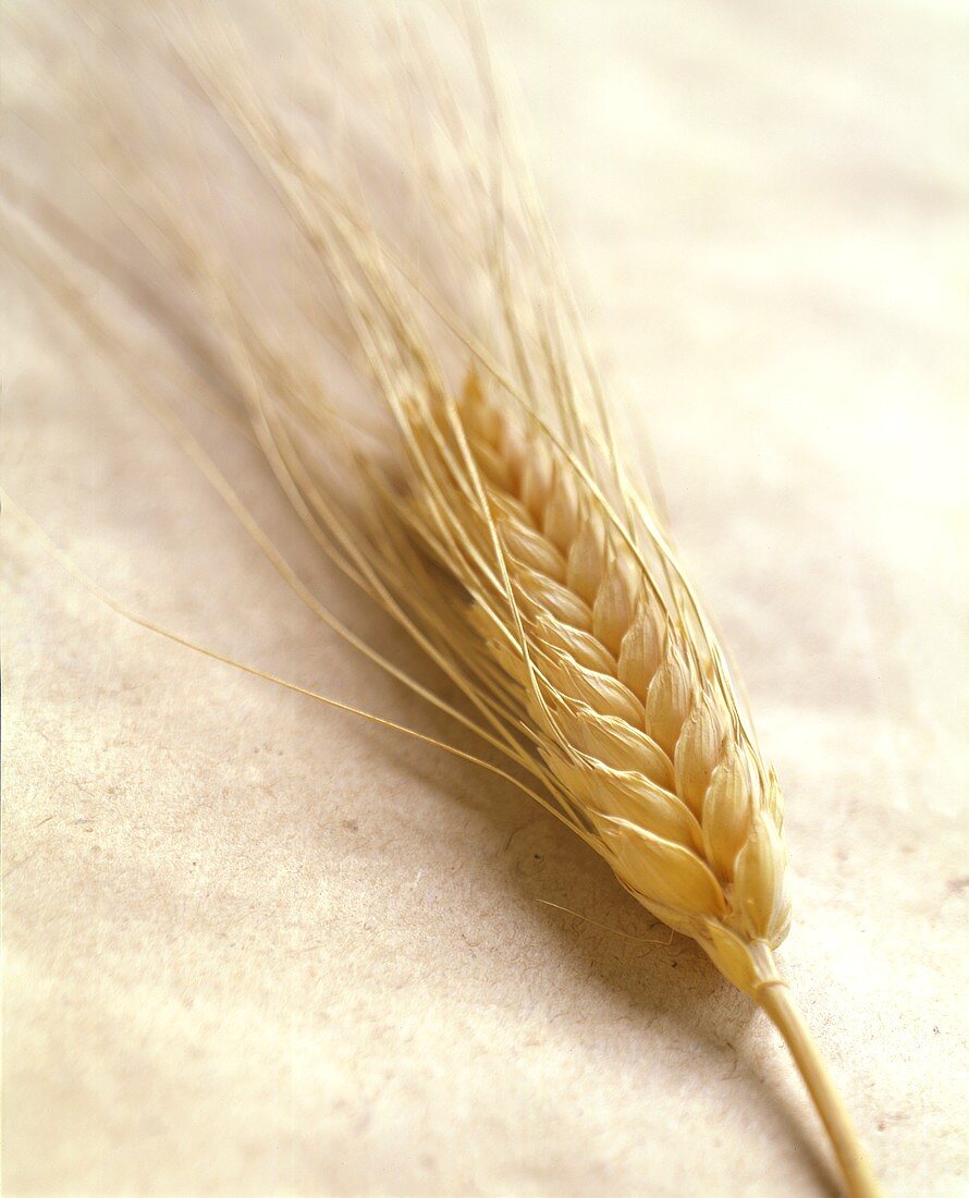 Fresh Ear of Wheat