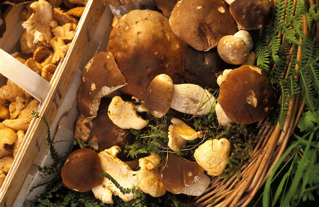 Ceps and chanterelles