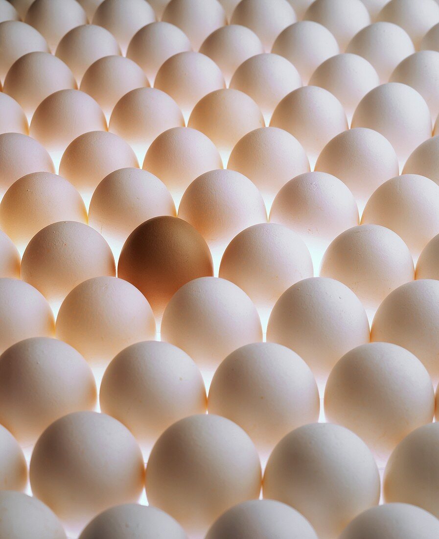 Viele weiße Eier und ein braunes Ei