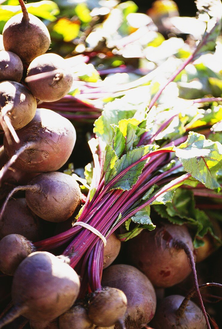 Rote Bete auf dem Markt