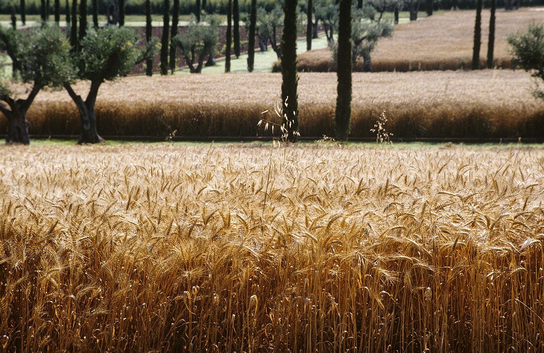 Wheat field