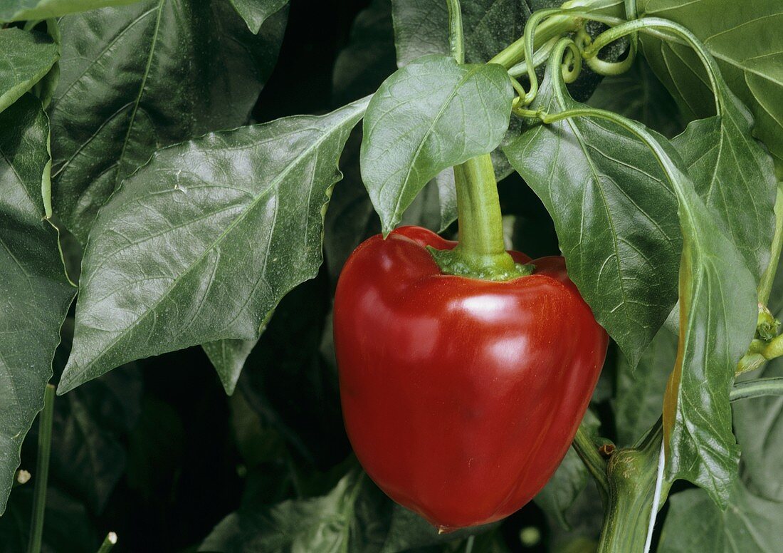 A red pepper on the plant