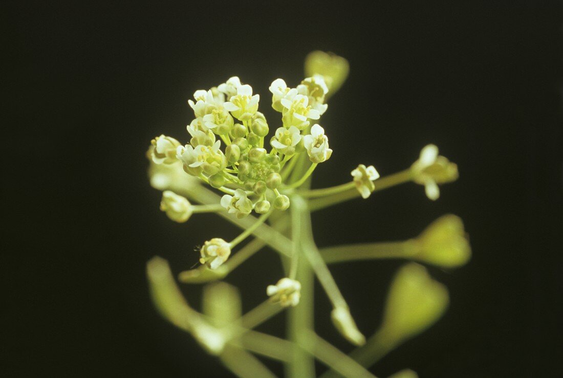 Blüte des Hirtentäschelkraut (Capsella Bursa-pastories)