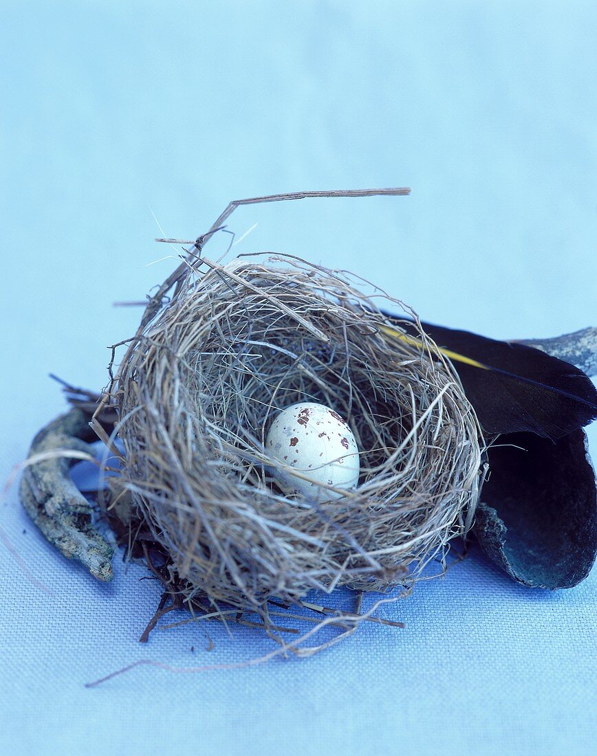 A quail's egg in nest
