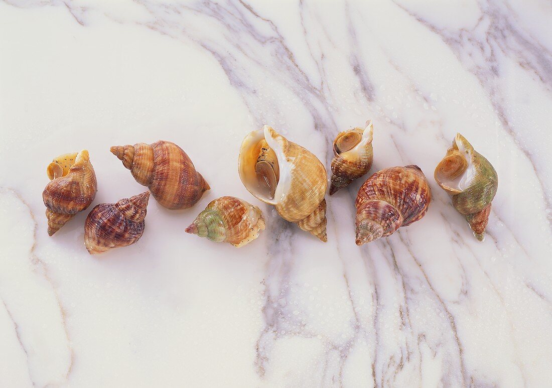 Whelks on a marble slab