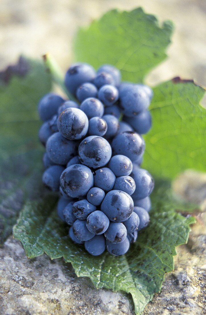 Pinot-Noir-Traube (Spätburgundertraube) auf einem Weinblatt