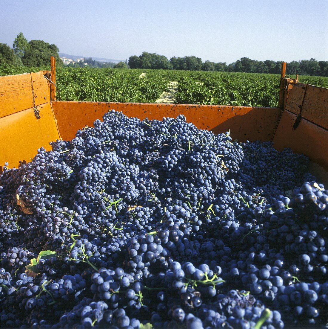 Weinlese: Rotweintrauben auf einem Lastwagen in der Provence
