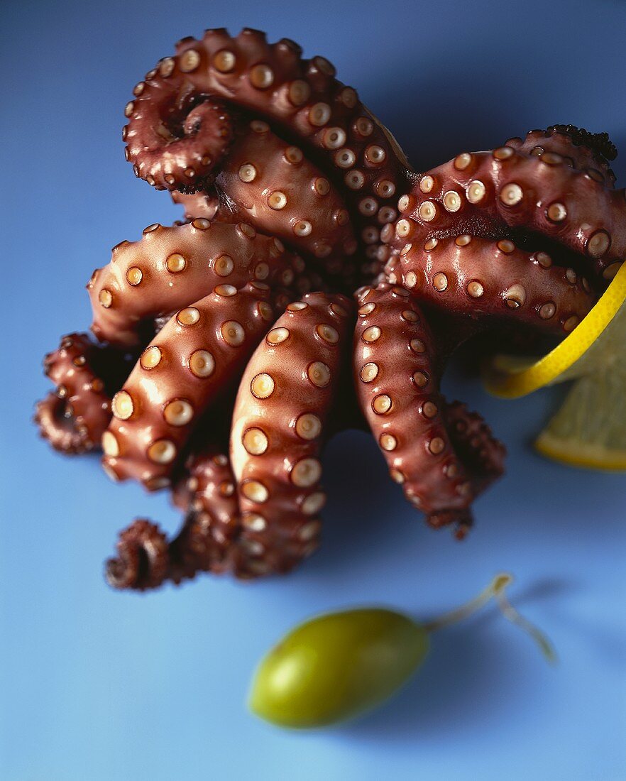 An octopus against blue background