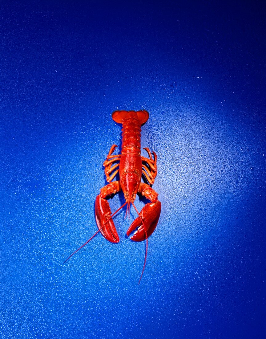 Boiled lobster on blue background