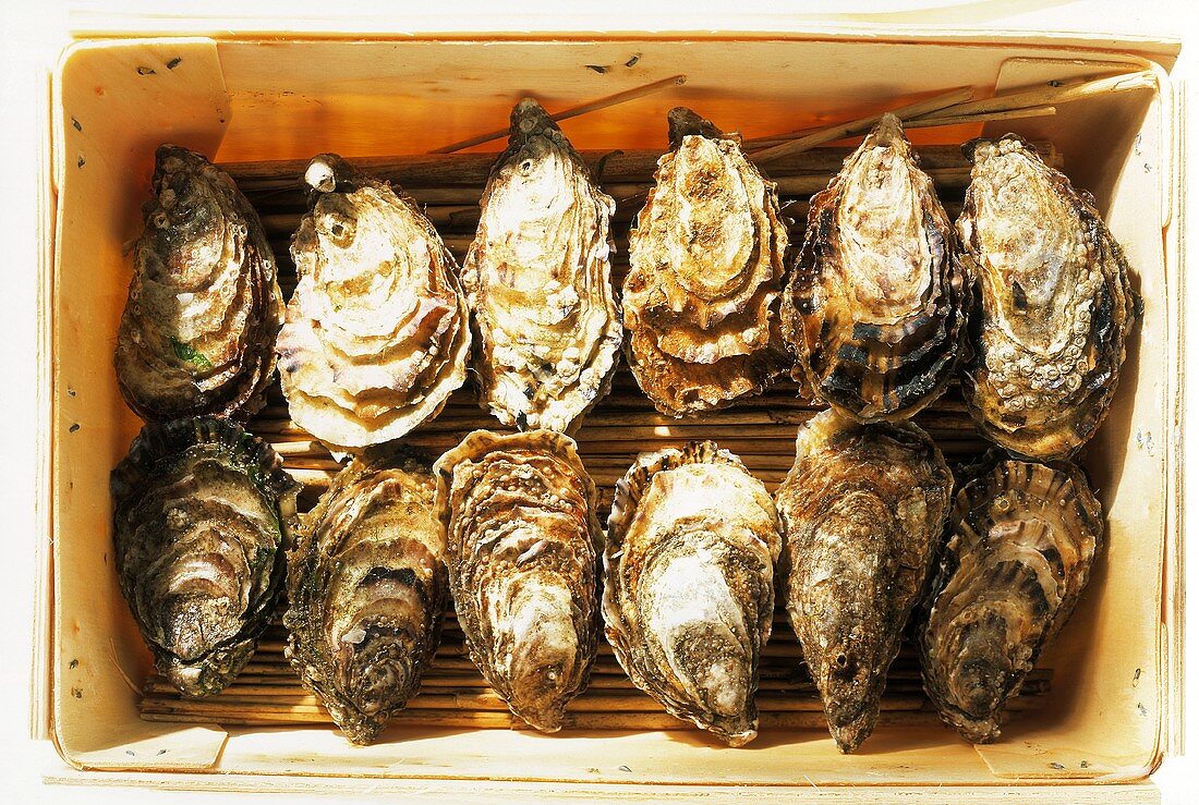 Several Oysters