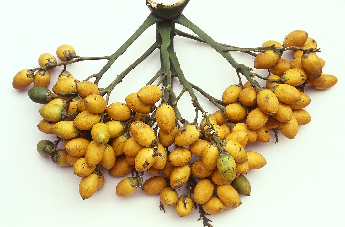 Betel nut (Areca nut; Areca catechu L., from Asia)