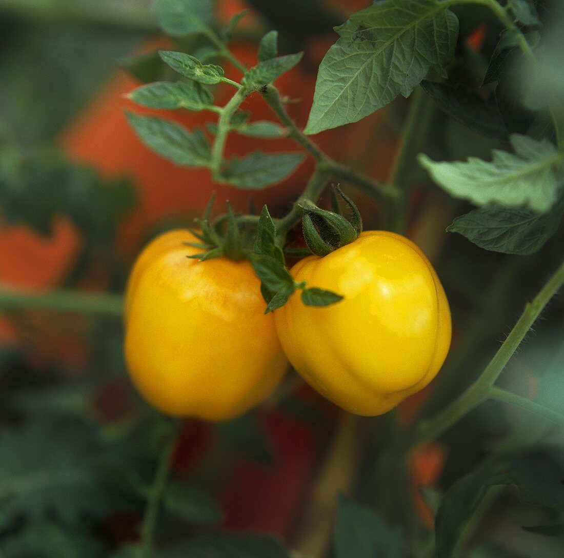 Gelbe Tomaten an der Pflanze
