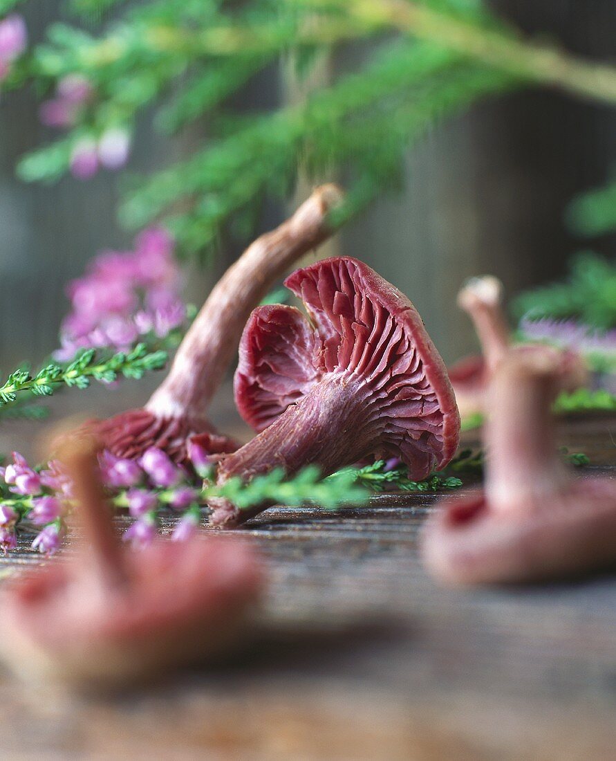 Violet Tricholoma mushroom