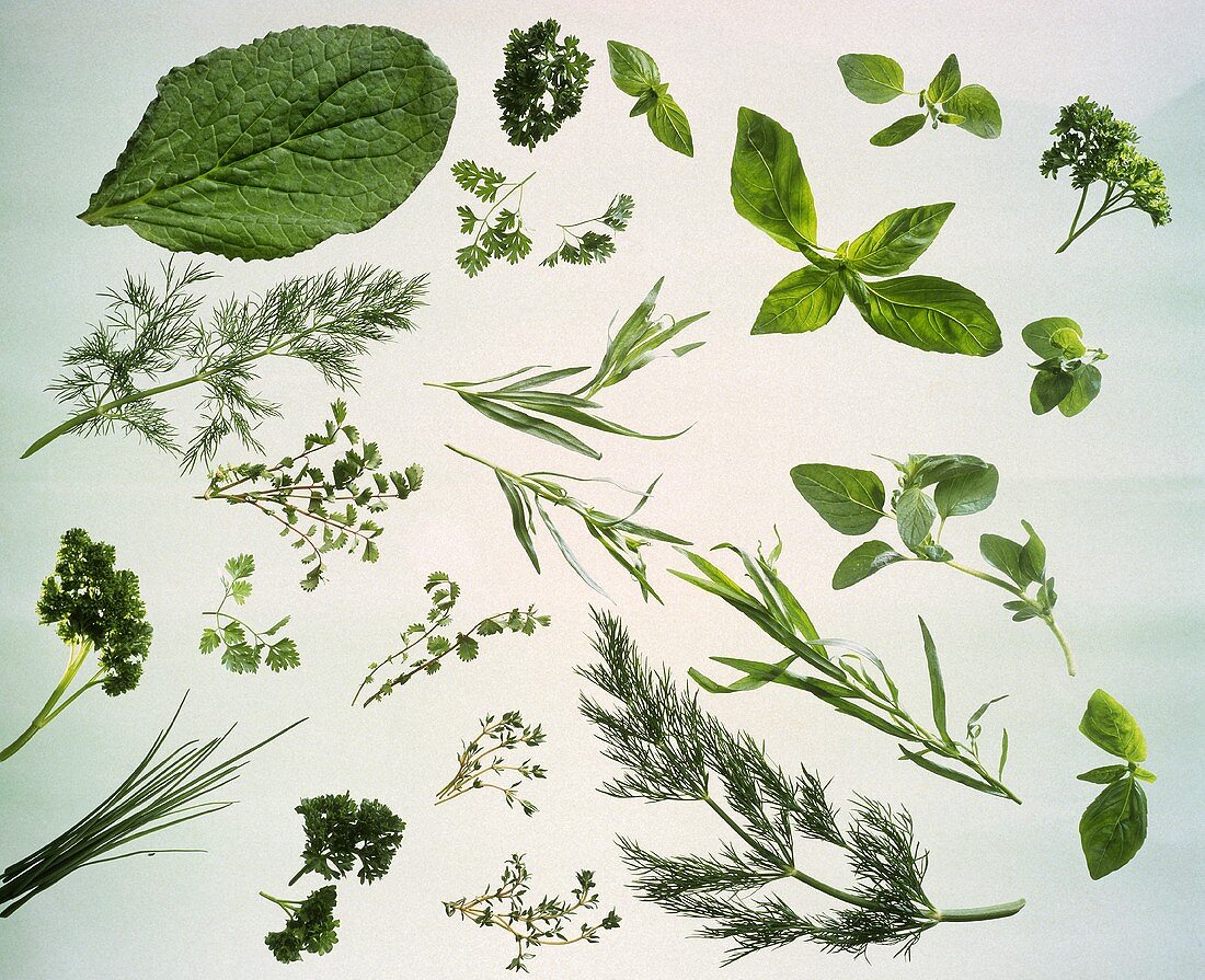 Still Life fo Assorted Herbs