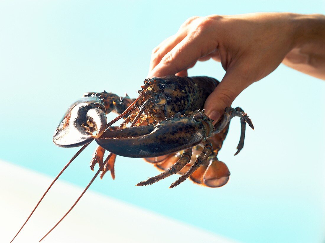 The correct way to handle a lobster