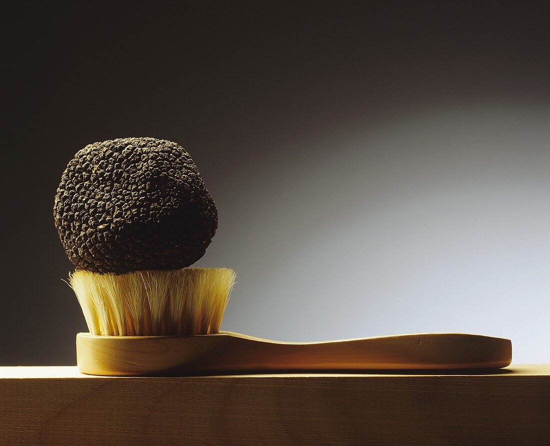 Black truffle on a truffle brush