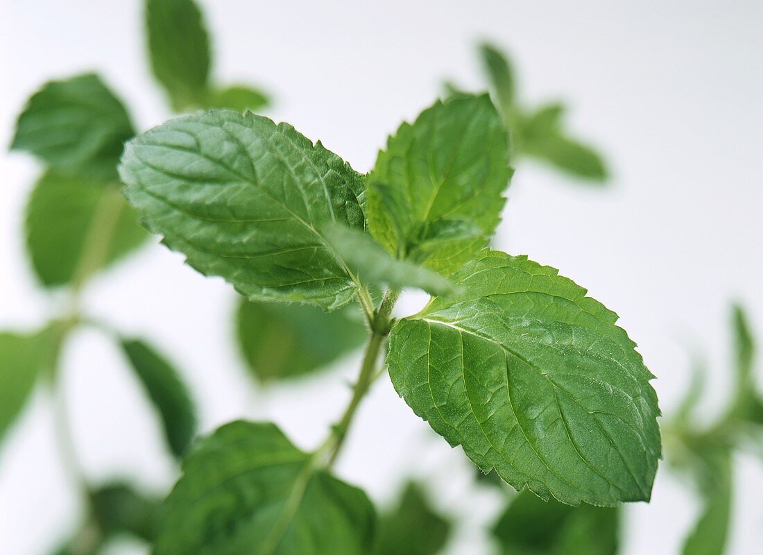 Peppermint leaves