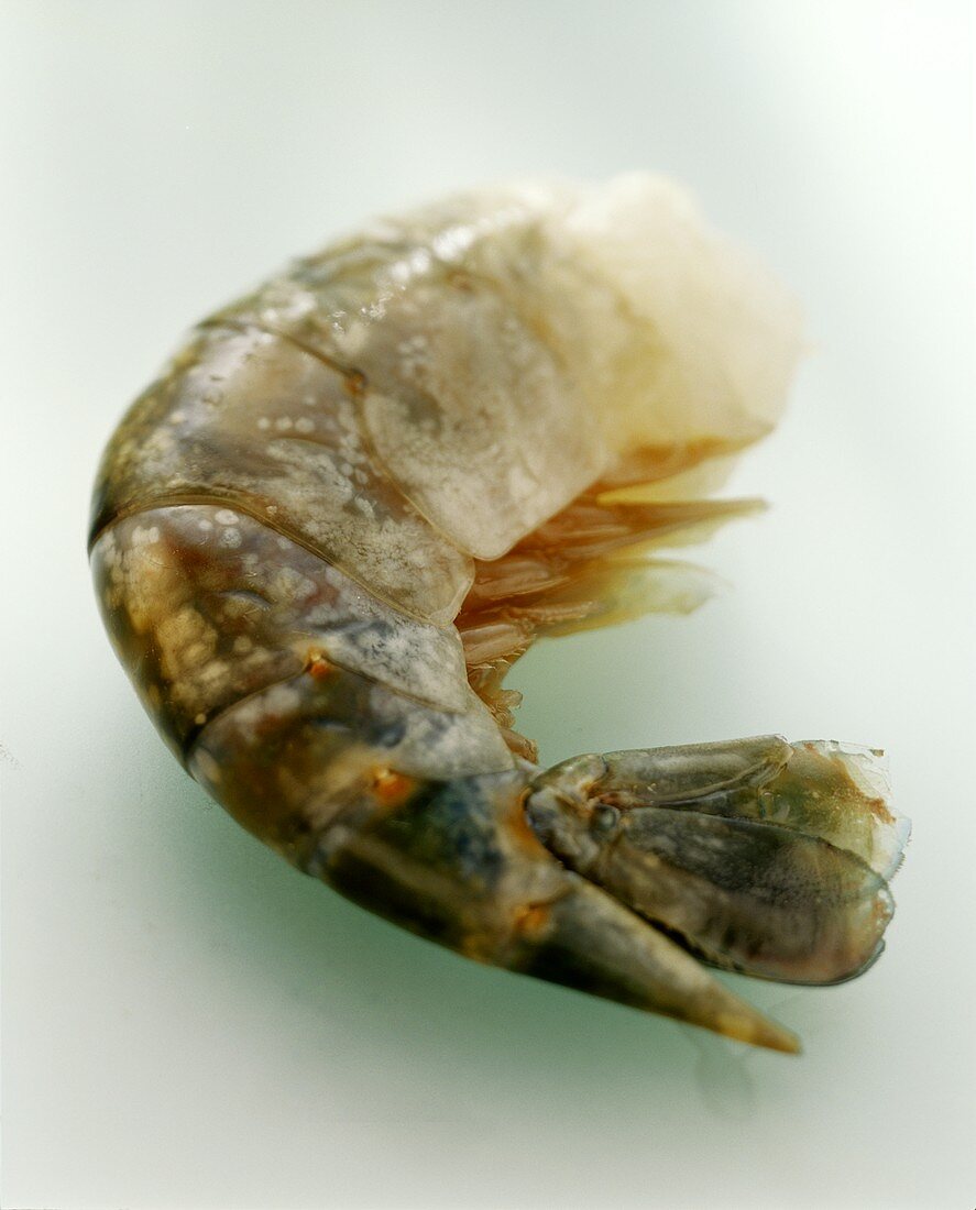 Tail of a jumbo prawn