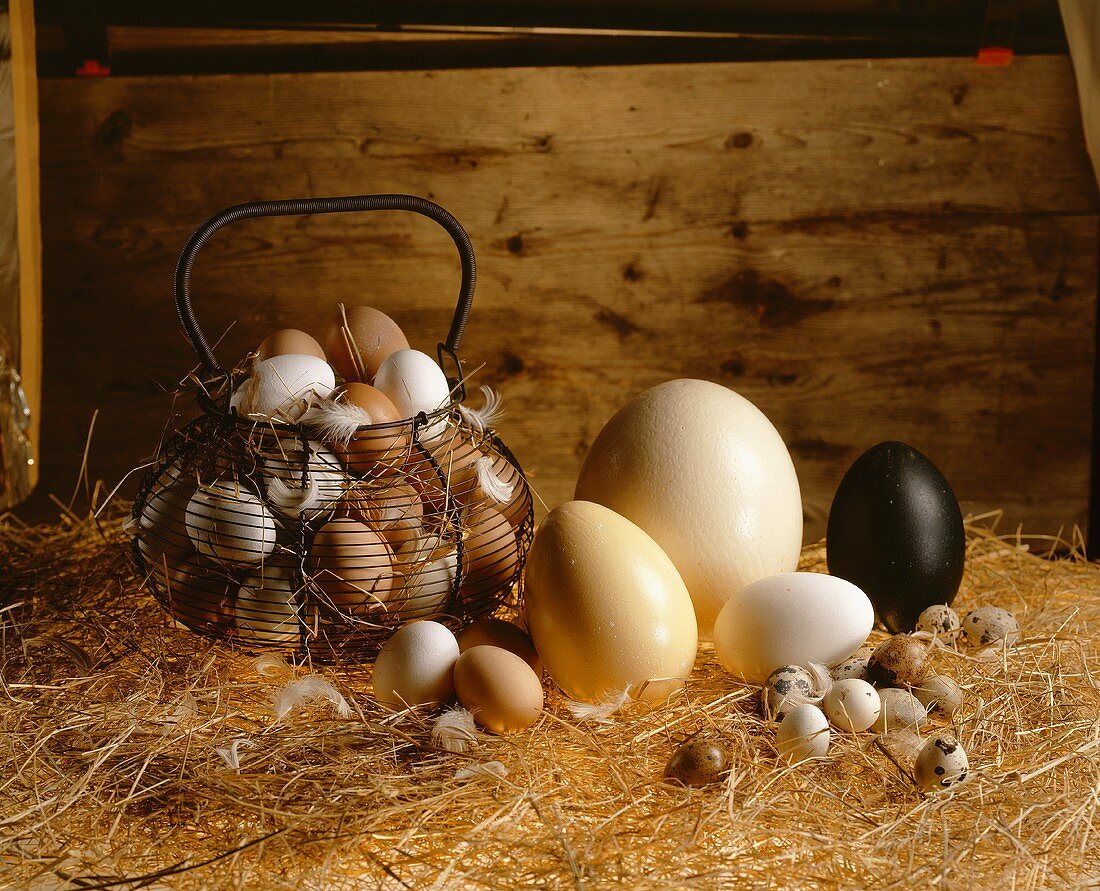 Stillleben mit verschiedenen Eiern