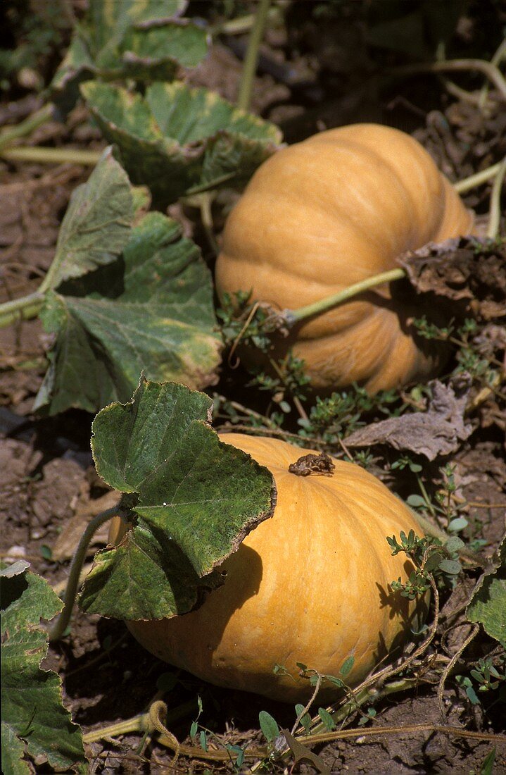 Two yellow Japanese pumpkins in the field