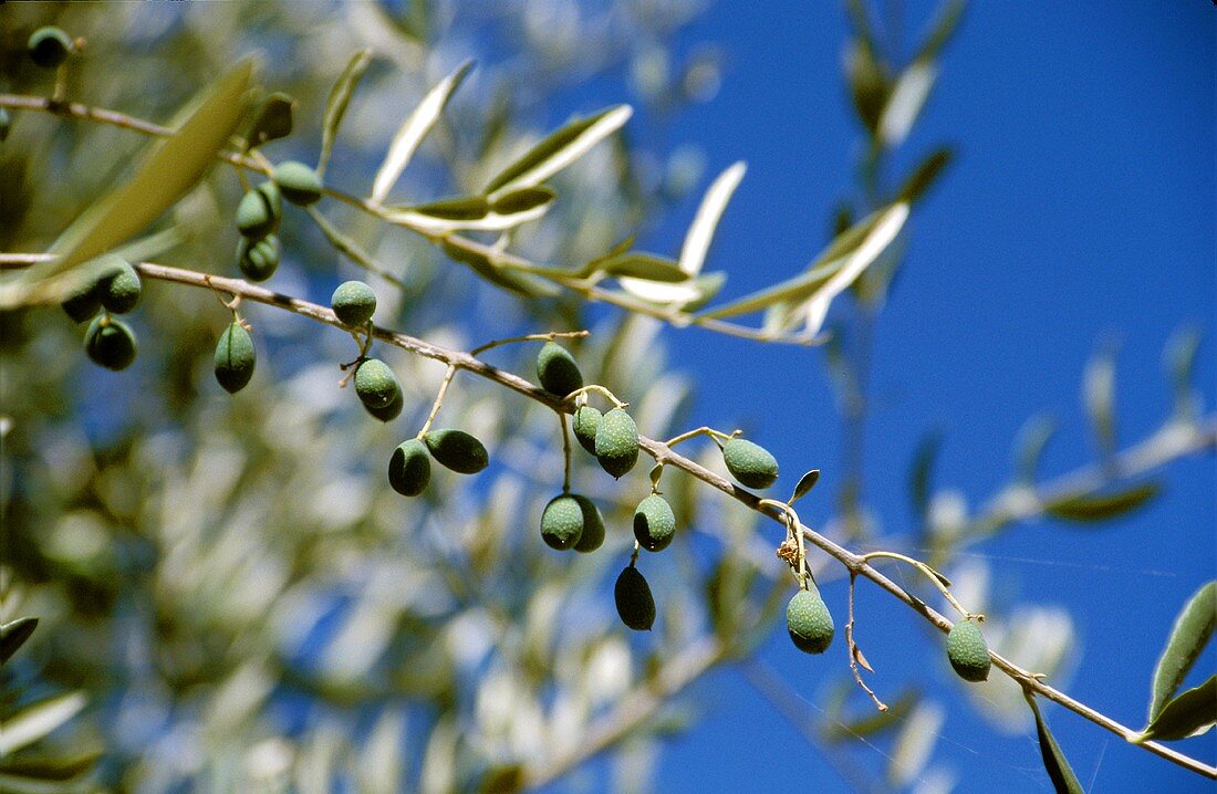 Green olives on the branch