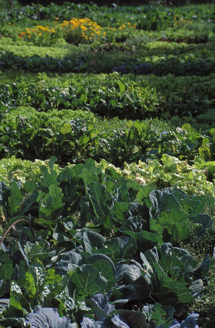 Salad and vegetables beds