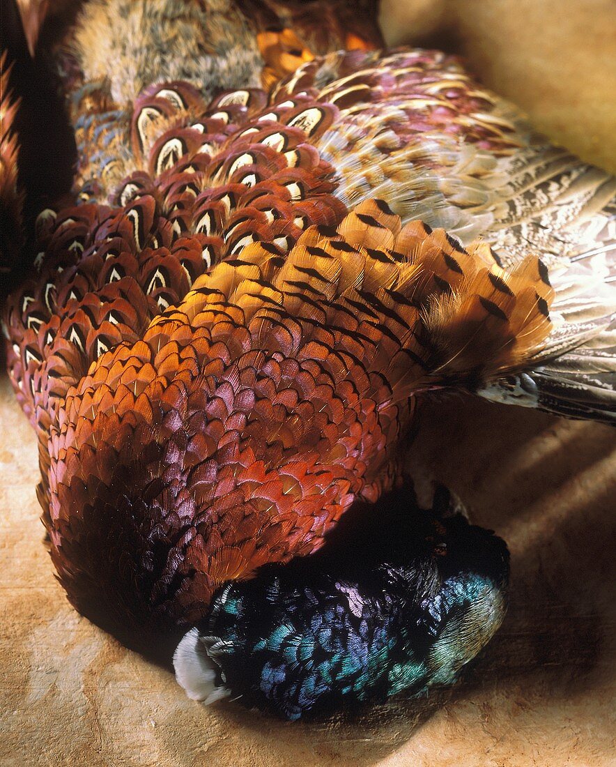 A pheasant with colourful plumage