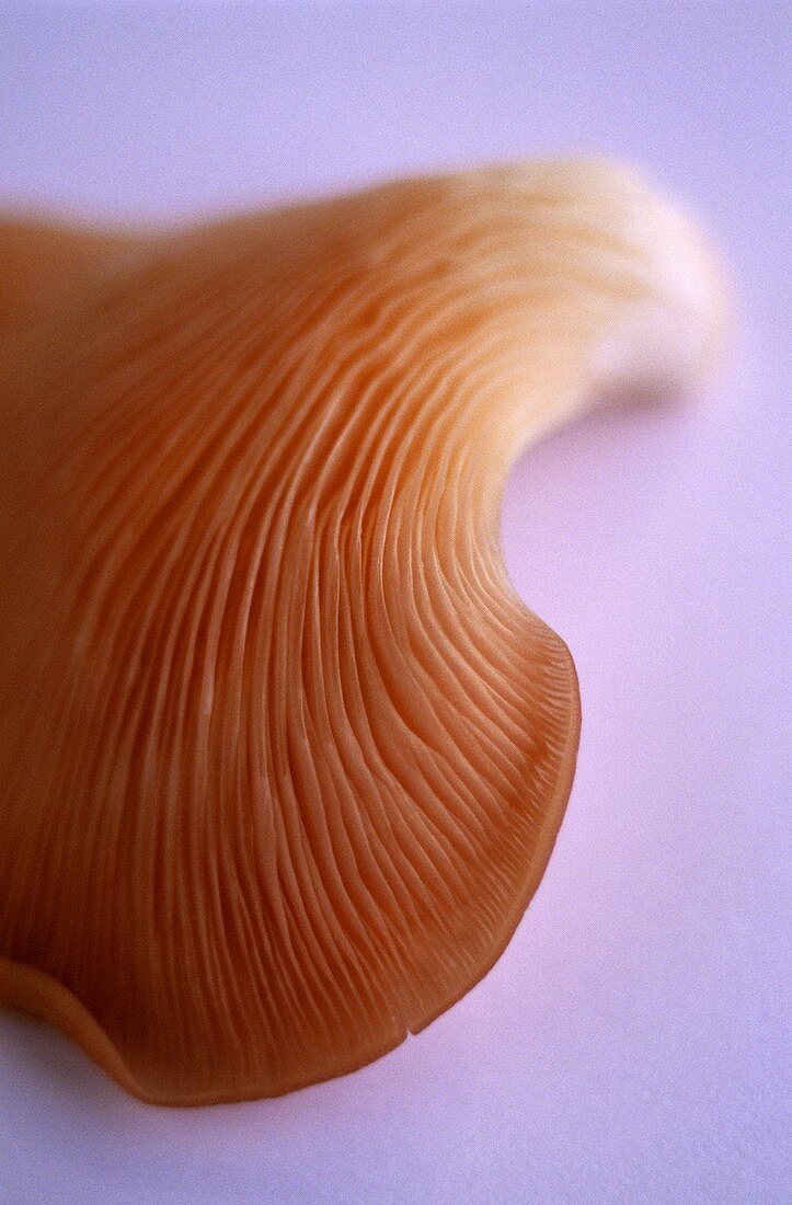 Oyster mushroom