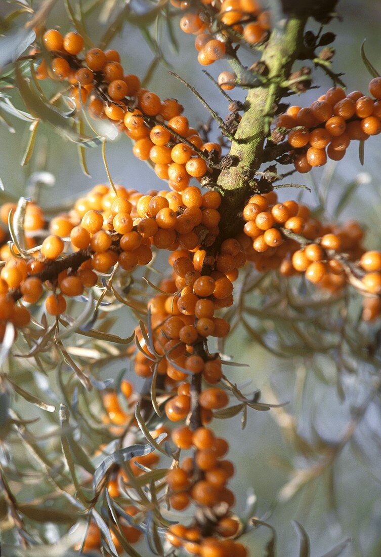 Sea buckthorn berries on branch